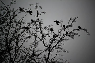 Low angle view of silhouette birds perching on tree