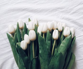 Close-up of white flowers