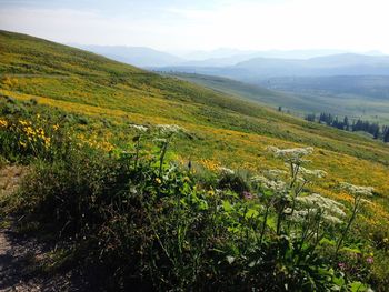 Scenic view of landscape against sky