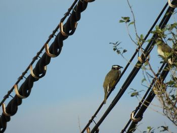 Low angle view of bird perching on tree against sky