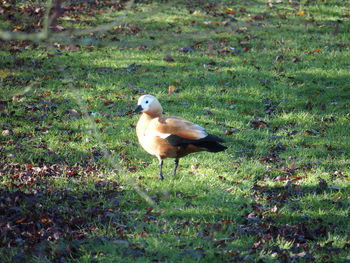 Birds on grassy field