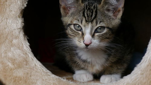 Close-up portrait of cat