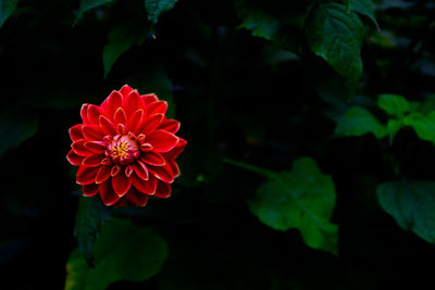 Close-up of red rose flower