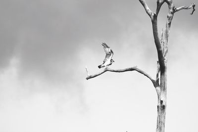 Low angle view of bird perching on bare tree against sky