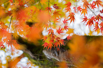 Close-up of maple leaves on tree during autumn