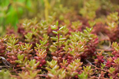 Beautiful sedum - jelly beans plant growing in the nature