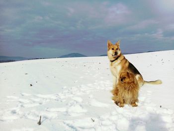 Dogs on snow covered landscape against sky
