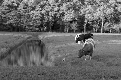 View of a dog on landscape