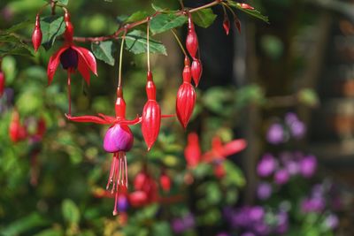 Close-up of red flowering plant in park