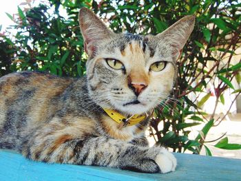 Close-up portrait of a cat