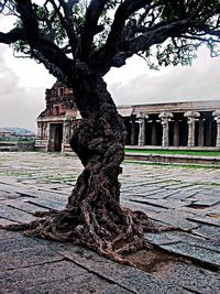 Built structure with trees in background
