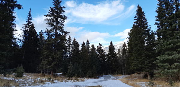 Scenic view of snow covered forest against sky