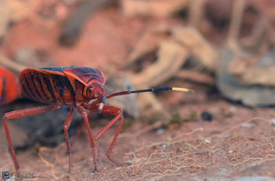 Close-up of insect