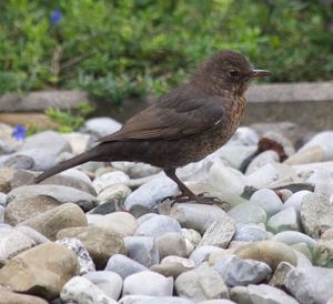 Close-up of bird perching on rock