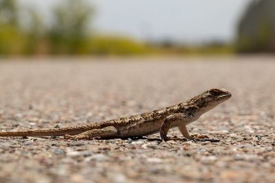 Close-up of lizard on road