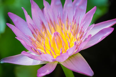 Close-up of pink flower blooming outdoors