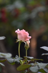 Close-up of pink rose