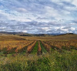 Scenic view of field against sky