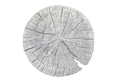 Close-up of tree stump against white background