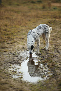 View of dog drinking water