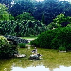 Ducks in lake against trees in forest