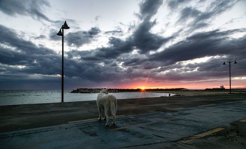 Horse standing on street by sea against sky during sunset