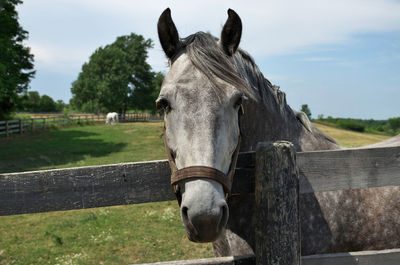 A friendly appaloosa horse leans its head over a wooden fence towards camera. high quality photo