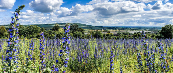 Scenic view of flowering plants on field against sky