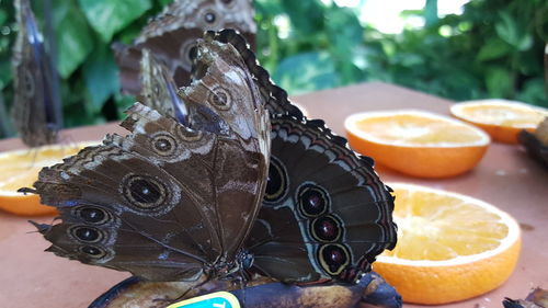 Close-up of butterfly