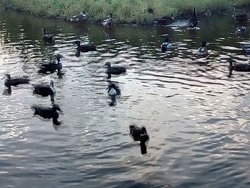 High angle view of ducks swimming in lake