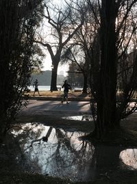 Trees in park