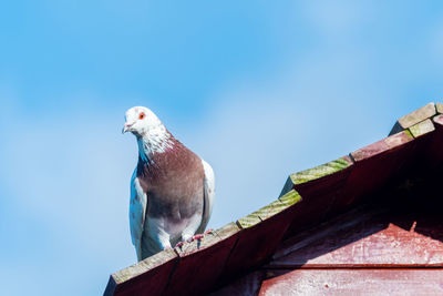 Low angle view of bird perching against clear blue sky