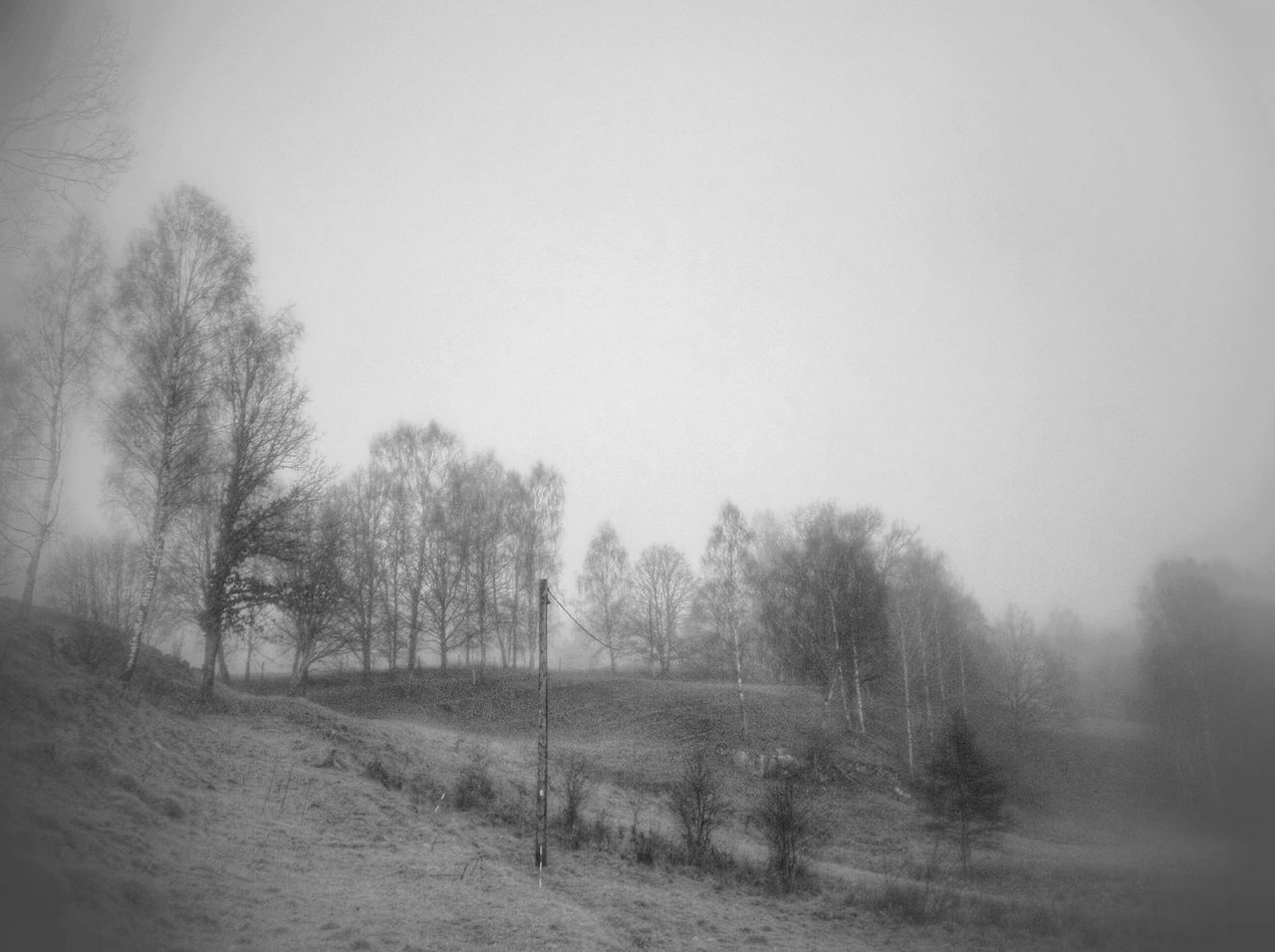 tree, fog, field, tranquility, landscape, tranquil scene, foggy, nature, weather, beauty in nature, growth, scenics, copy space, grass, sky, non-urban scene, day, rural scene, outdoors