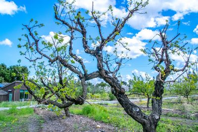 Low angle view of tree against sky