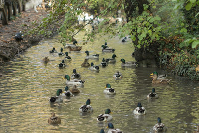 Ducks swimming in water