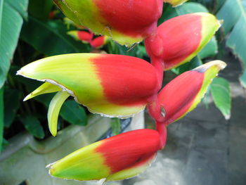 Close-up of fresh green leaves