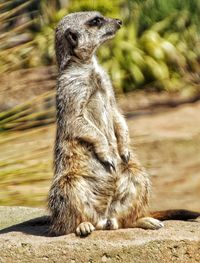 Meerkat on rock