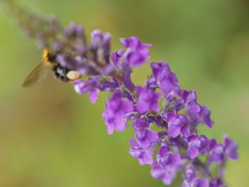 Close-up of bee pollinating on purple flower