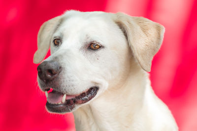 Portrait of a labrador retriever 