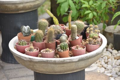 Close-up of succulent plants in container