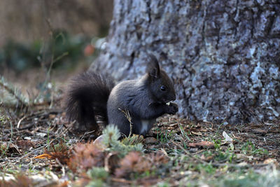 Close-up of squirrel on tree trunk