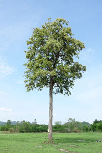 Tree on field against sky