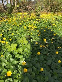 Close-up of yellow flowers blooming in field