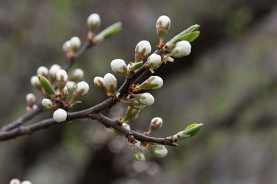 Close-up of buds on branch