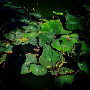 Close-up of lotus water lily in lake