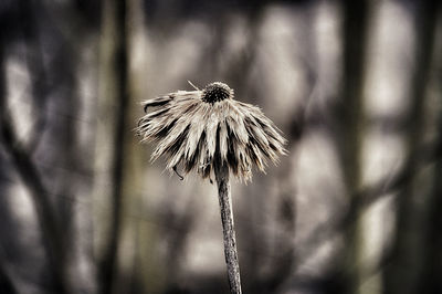 Close-up of wilted dandelion