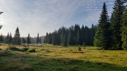 A beautiful slovenian landscape in pokljuka