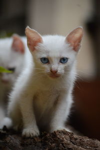 Close-up portrait of white cat