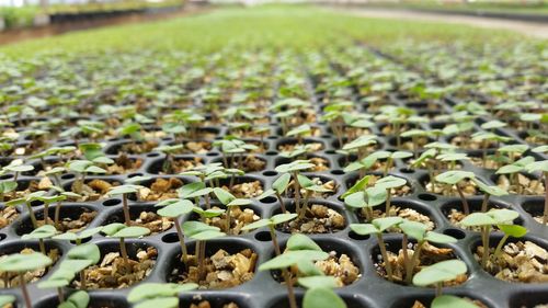 Close-up of seedlings growing in crate