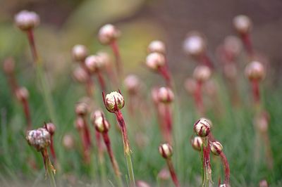 Close-up of flowers against blurred background